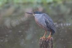 Socó 22 <em>(3434)</em>