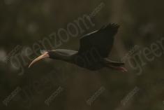 Coro coro 21 <em>(3443)</em>