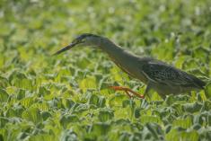 Socó 24 <em>(3446)</em>