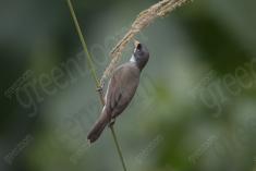 Coleirinho 7 <em>(3448)</em>