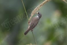 Coleirinho 8 <em>(3449)</em>