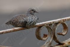 Pombo 4 <em>(3452)</em>