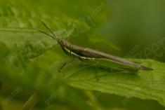 Gafanhoto 19 <em>(3463)</em>