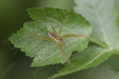 Aranha 110 <em>(3466)</em>