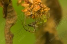 Aranha 111 <em>(3467)</em>