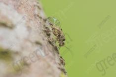 Inseto 260 <em>(3468)</em>