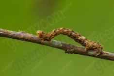 Lagarta 19 <em>(3469)</em>