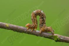 Lagarta 16 <em>(3470)</em>