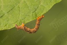 Lagarta 17 <em>(3471)</em>