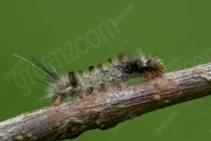 Lagarta 18 <em>(3472)</em>