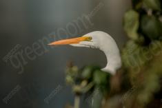 Garça 32 <em>(3474)</em>