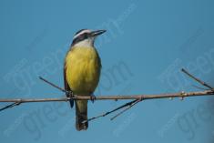 Bem te vi 35 <em>(3475)</em>