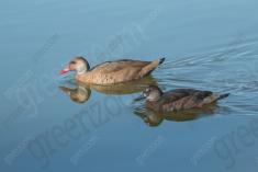 Marreco 18 <em>(3476)</em>