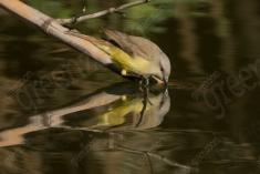 Siriri 15 <em>(3477)</em>