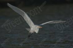 Garça 28 <em>(3478)</em>