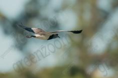 Quero Quero 16 <em>(3479)</em>