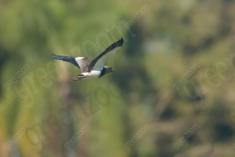 Quero Quero 17 <em>(3480)</em>