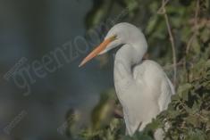 Garça 29 <em>(3481)</em>