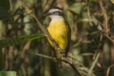 Bem te vi 32 <em>(3482)</em>