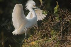 Garça 30 <em>(3483)</em>