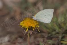 Borboleta 422 <em>(3484)</em>