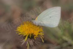 Borboleta 423 <em>(3485)</em>