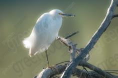 Garça 31 <em>(3487)</em>