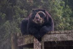 Urso 2 <em>(3488)</em>