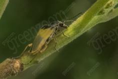 Vagalume 1 <em>(3490)</em>