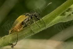 Vagalume 2 <em>(3491)</em>