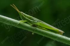 Gafanhoto 18 <em>(3492)</em>