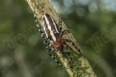 aranha 121 <em>(3500)</em>