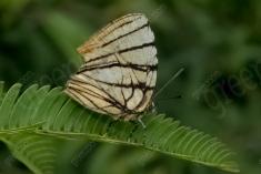 borboleta 432 <em>(3501)</em>