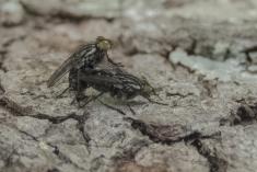 Mosca 26 <em>(3502)</em>