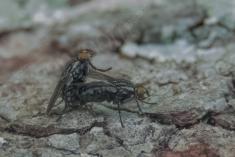 Mosca 27 <em>(3503)</em>