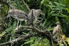 Socó 26 <em>(3504)</em>