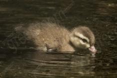 Marreco 17 <em>(3505)</em>