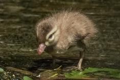 Ganso 12 <em>(3506)</em>