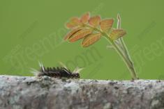 Lagarta 21 <em>(3508)</em>