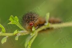 Lagarta 20 <em>(3509)</em>