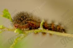 Lagarta 24 <em>(3510)</em>