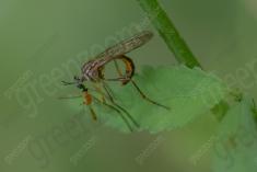 Vespa 34 <em>(3511)</em>