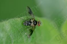 Mosca 28 <em>(3512)</em>