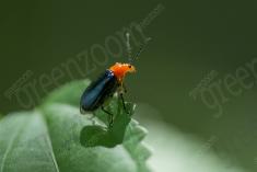 Inseto 261 <em>(3513)</em>