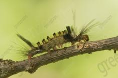 Lagarta 22 <em>(3515)</em>