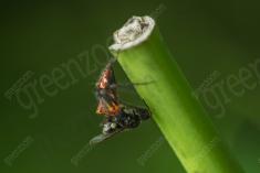 aranha 122 <em>(3516)</em>