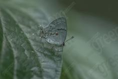 Borboleta 433 <em>(3517)</em>