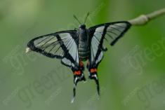 Borboleta 424 <em>(3518)</em>