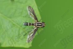 Vespa 35 <em>(3519)</em>