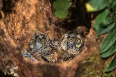 Surucuá de barriga amarela 6 <em>(3521)</em>